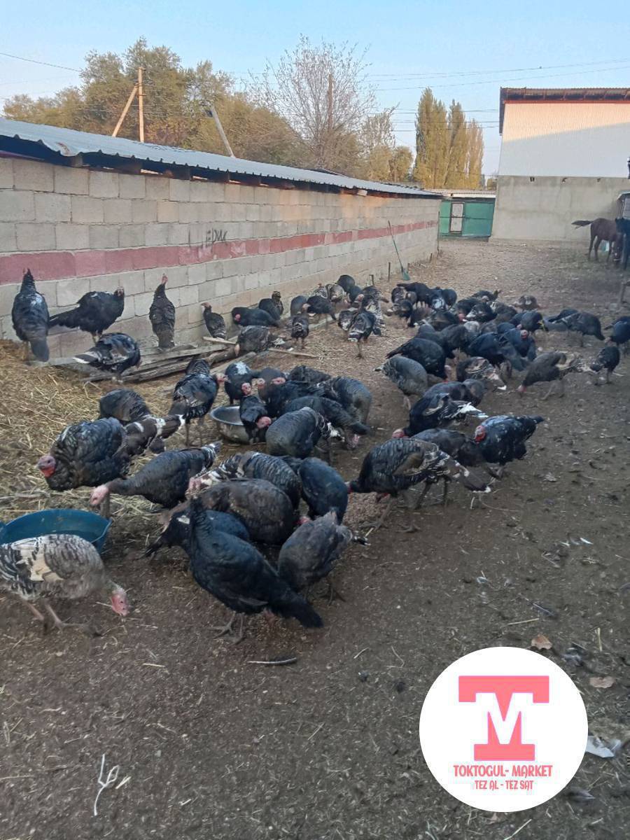 оптом индюктар сатылат