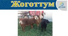 ижвод стройдон Кызыл кой жоголду мойнунда жиби бар суйунчусу бар