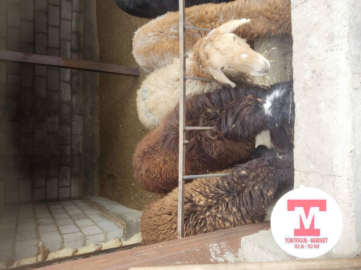 Союшка козулар сатылат