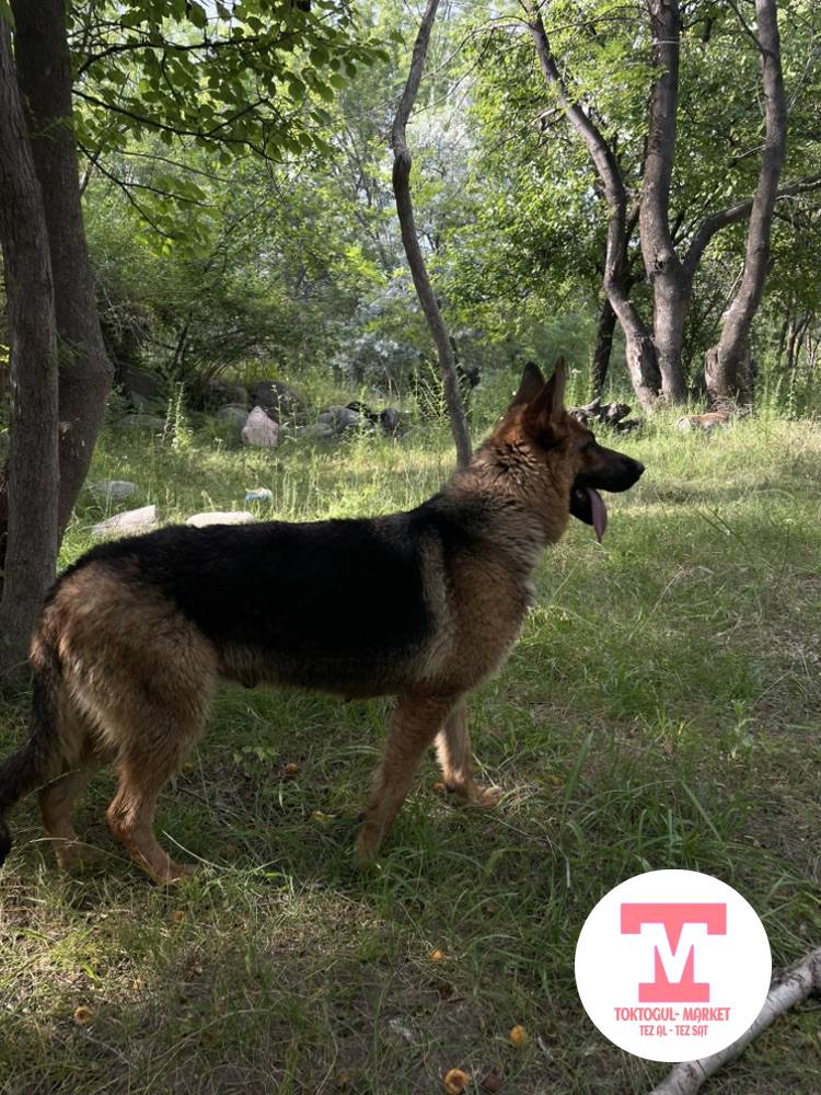 galleries/22876_ios.jpg
