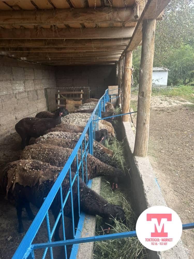 galleries/3079_pic_ios.jpg