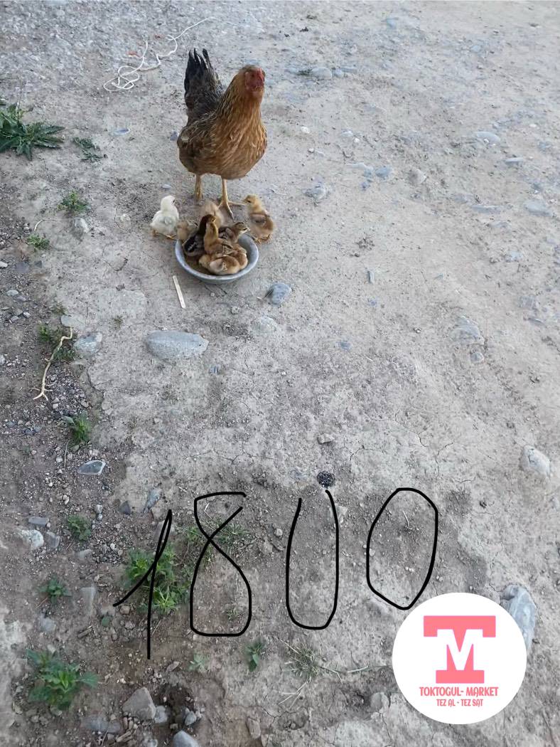 galleries/3396_pic_ios.jpg