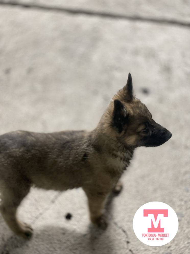 galleries/4674_pic_ios.jpg