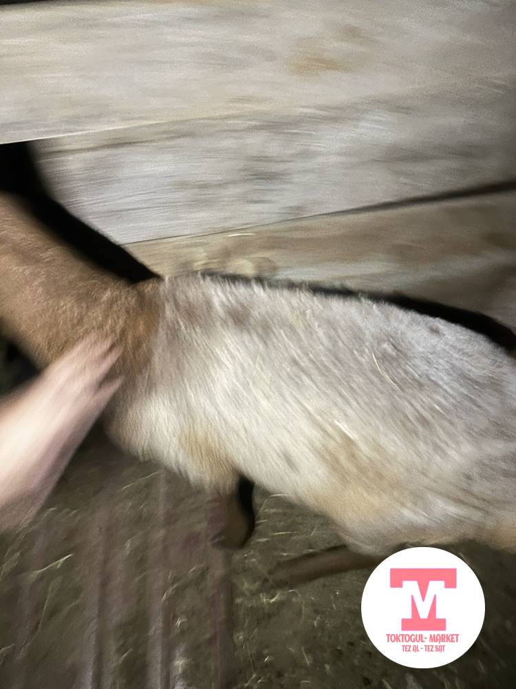 galleries/50183_ios.jpg