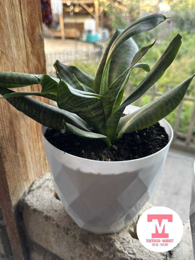 galleries/5907_pic_ios.jpg