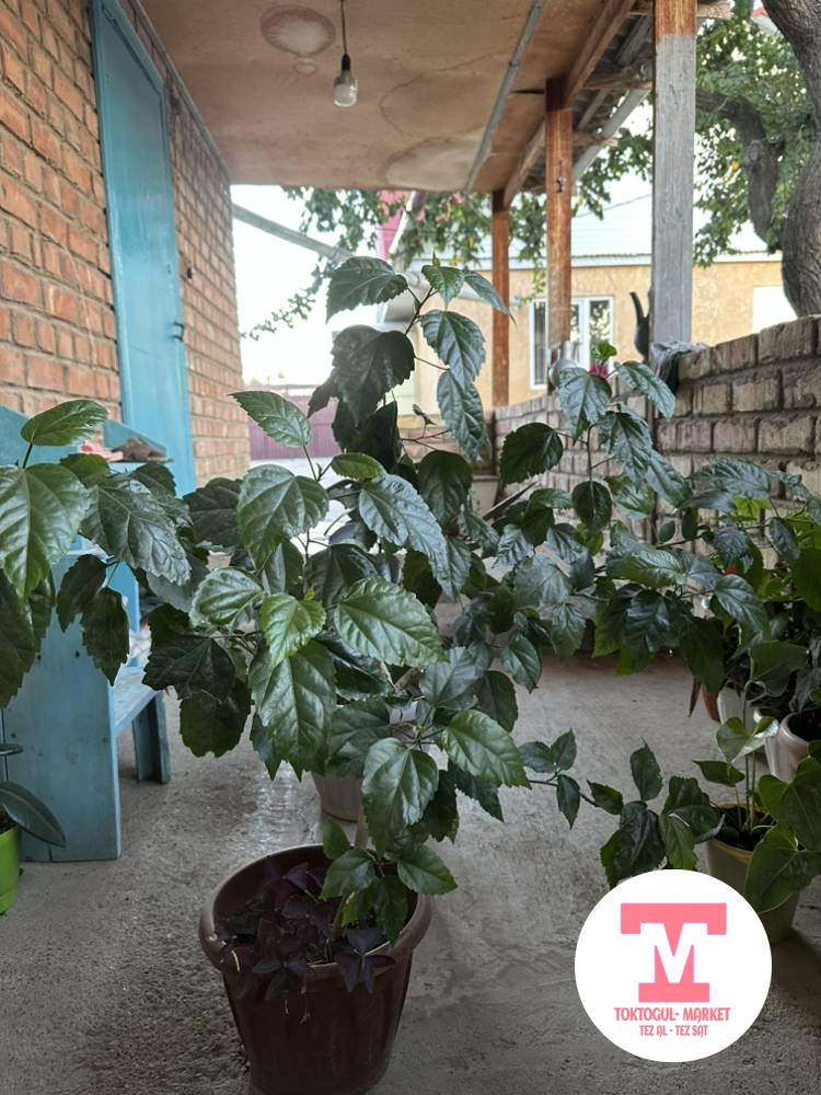 galleries/6081_pic_ios.jpg