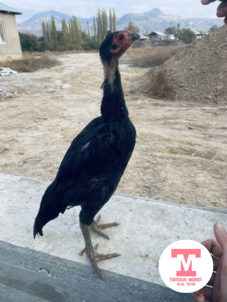 galleries/70289_ios.jpg