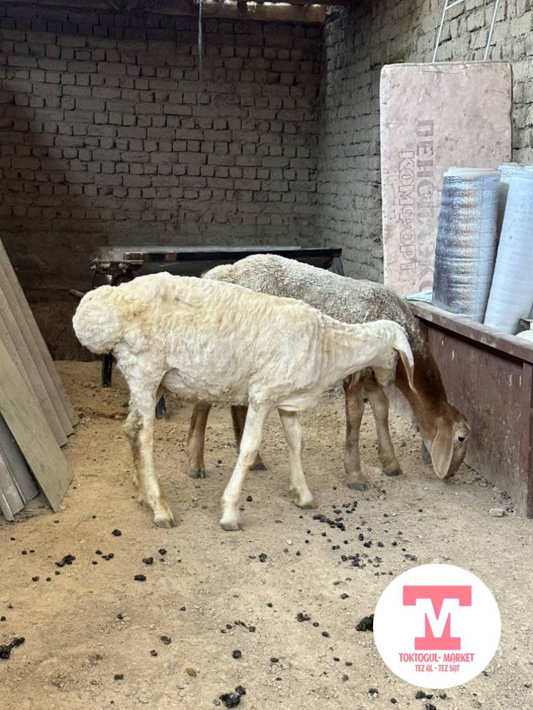 galleries/77307_ios.jpg