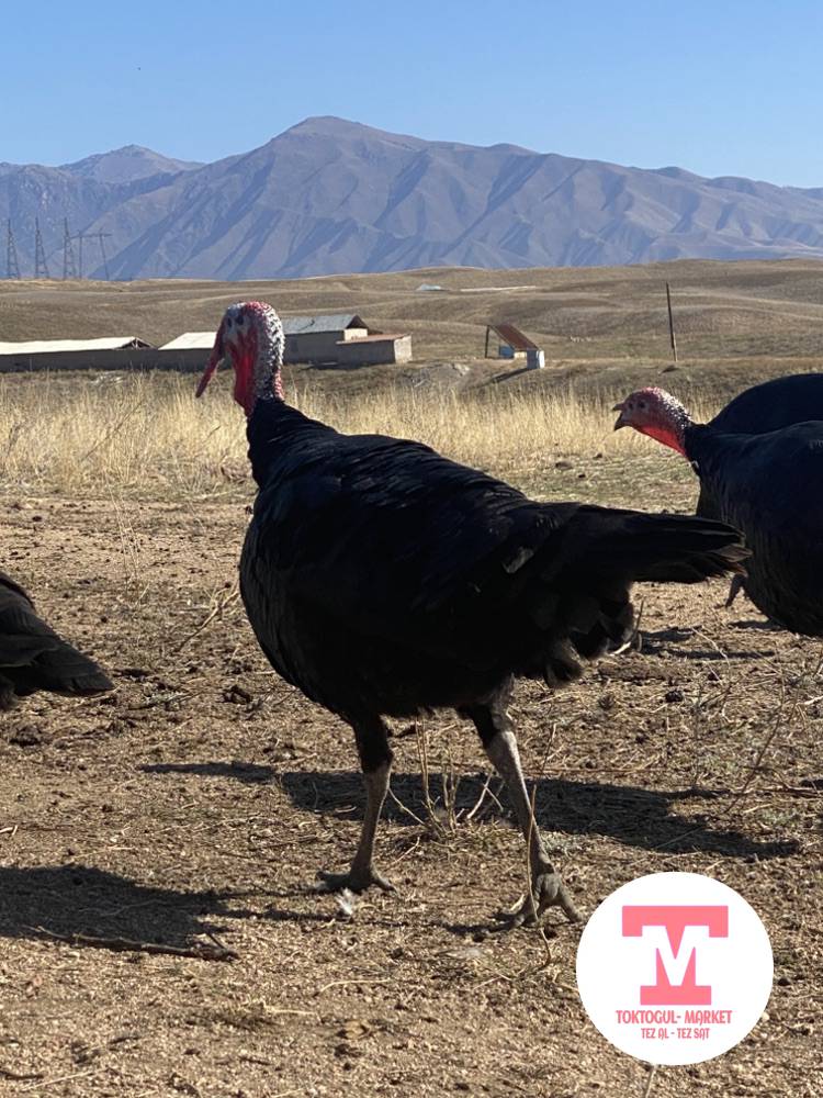 galleries/80244_ios.jpg