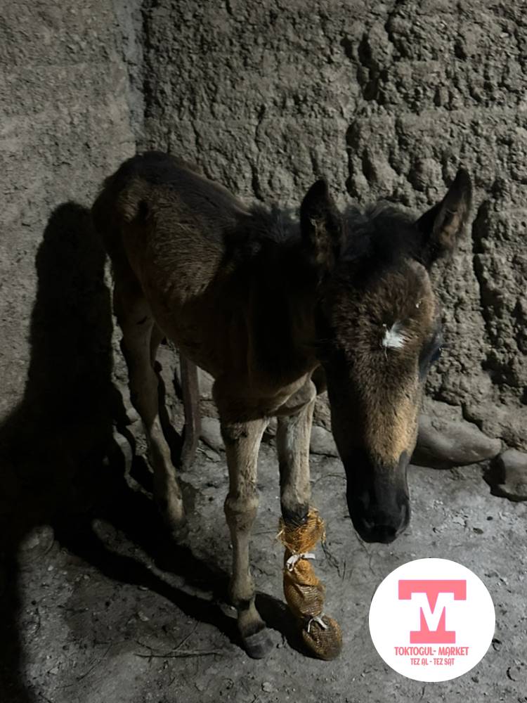 galleries/80621_ios.jpg