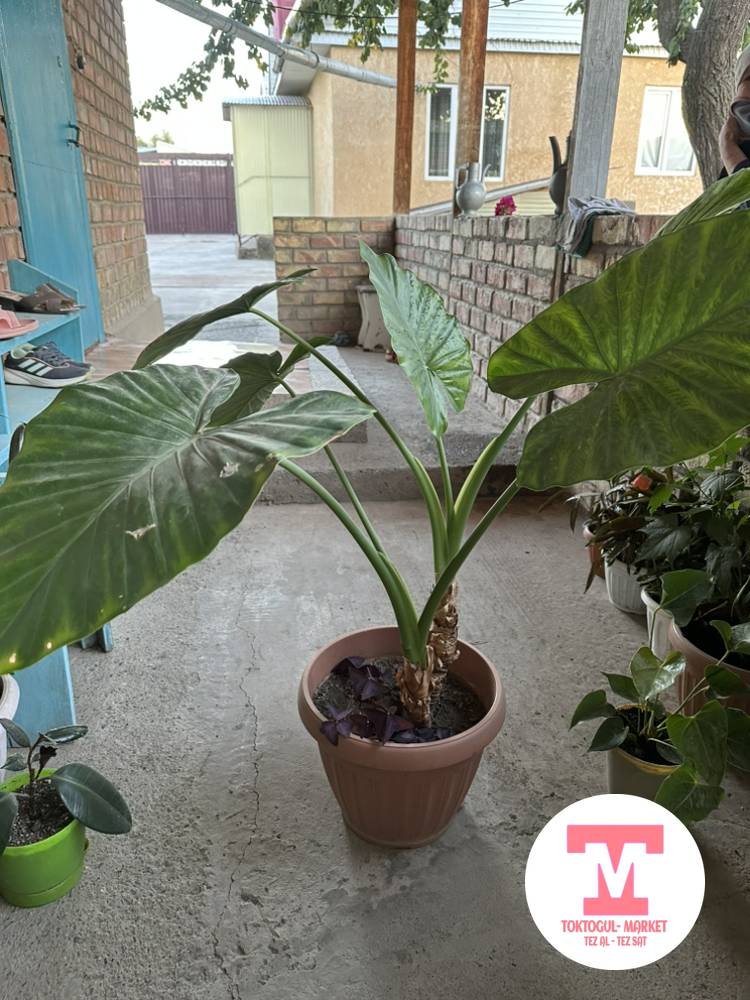 galleries/930_pic_ios.jpg