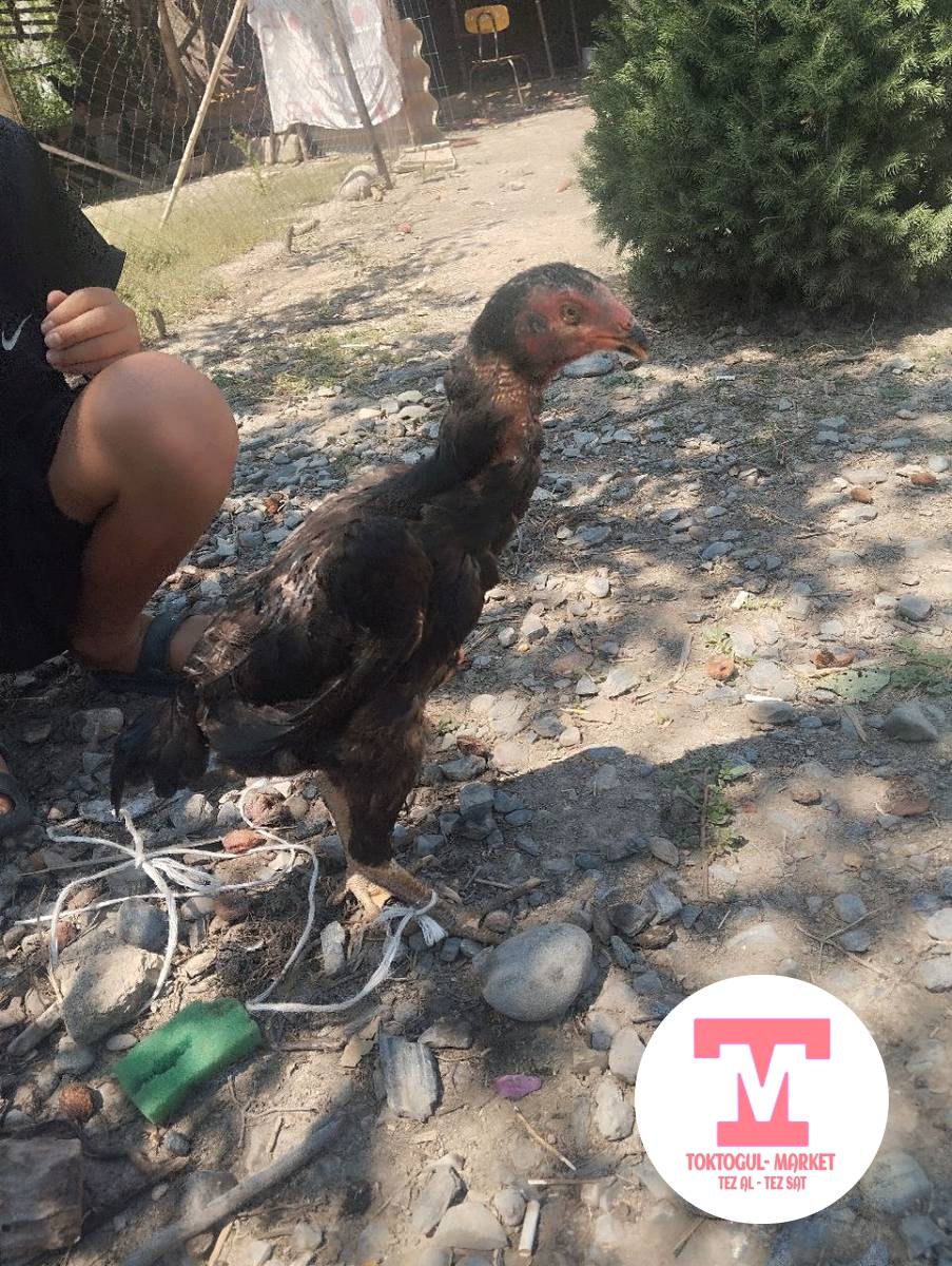 galleries/IMG_1785565914364.jpg